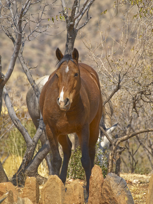 Amani Lodge, Horse